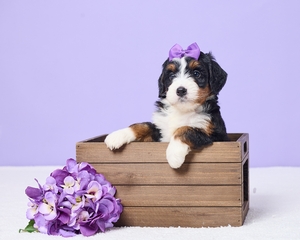 Merci Mini Bernadoodle 